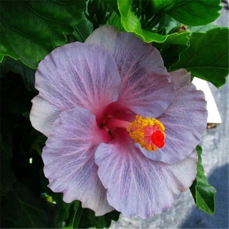 (10) HIBISCUS SEEDS perennial flower garden bed bush plant USA SELLER W/TRACK