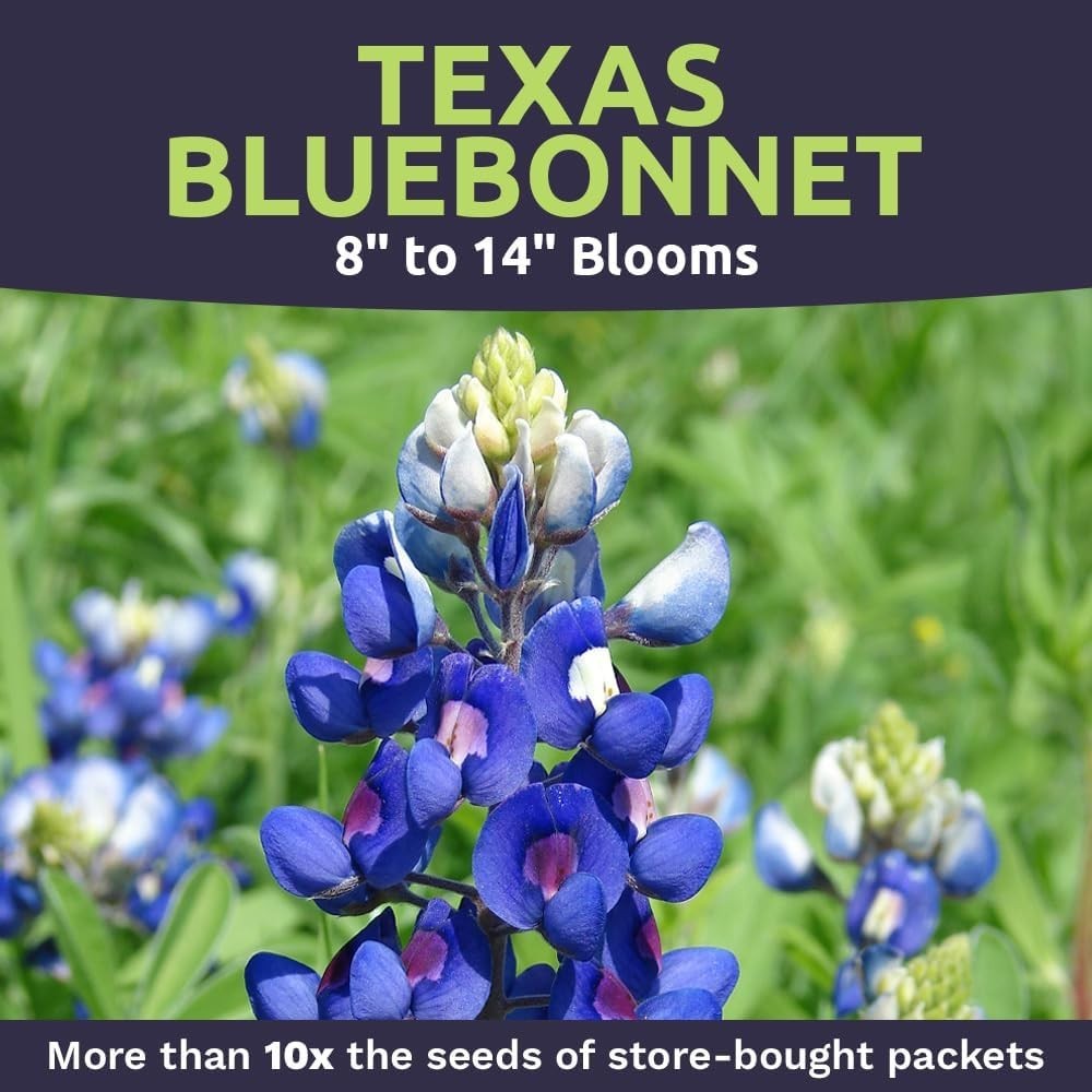 Texas Bluebonnet Wildflower Seeds – 1/2 Ounce Bulk Packet, 500+ Seeds