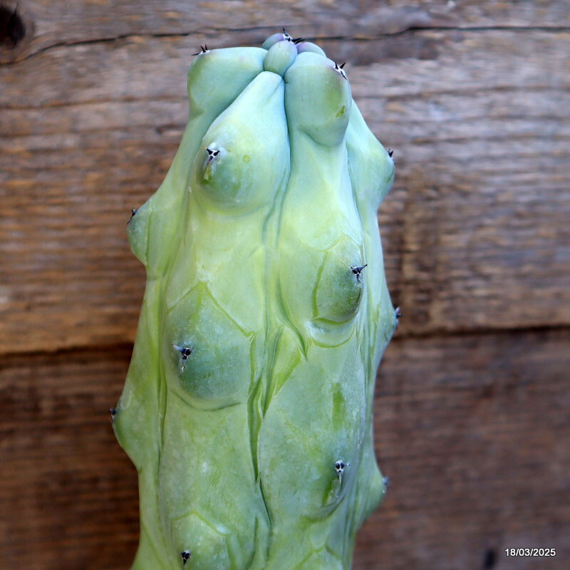 A5941 MYRTILLOCACTUS FUKUROKURIUZINBOKU pot14-H45-W7 cm MaMa Cactus