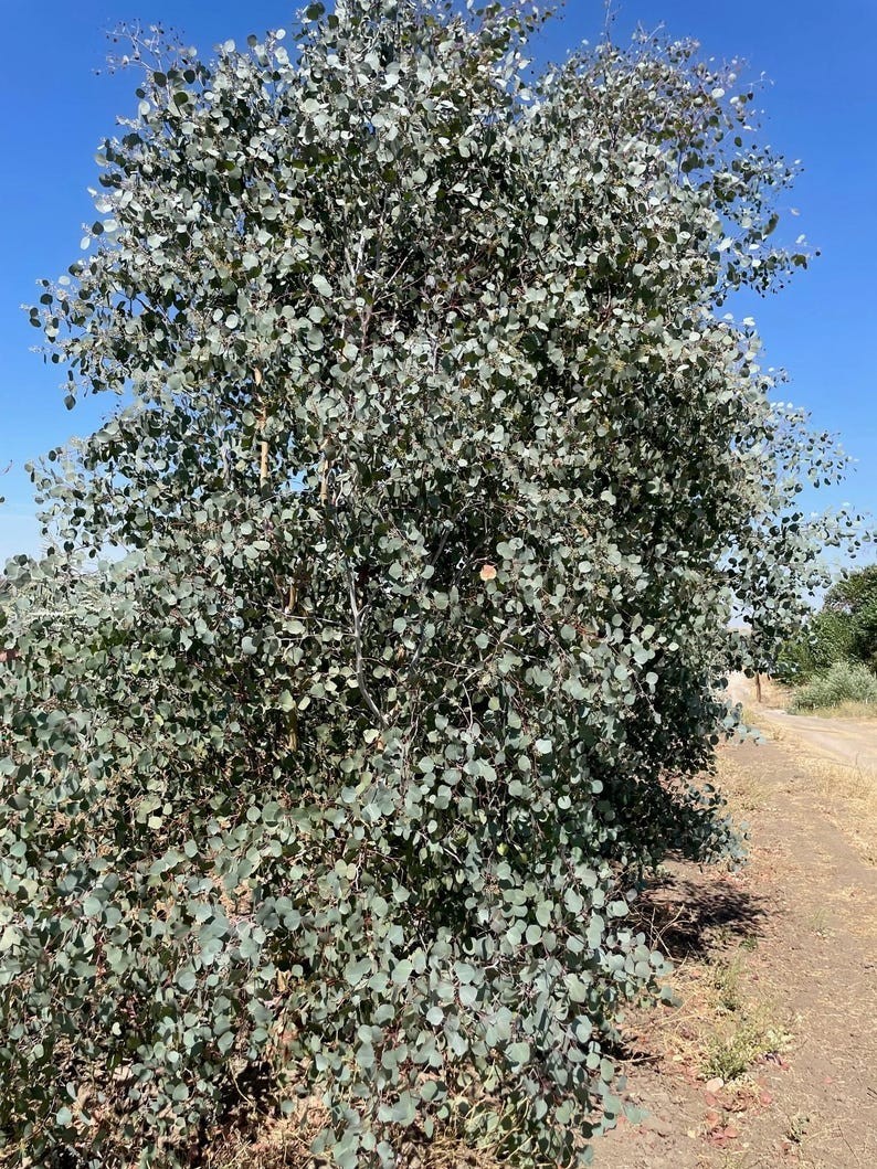 Large Bundle Fresh Silver Dollar Eucalyptus Stems, Home Decor, Gift for Her