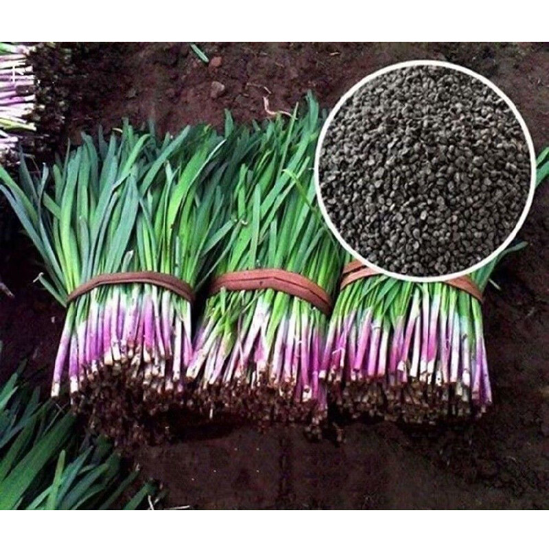 CHIVES GARLIC 400 Seeds Herb Culinary AUTUMN WINTER SPRING SUMMER Herbal Garden