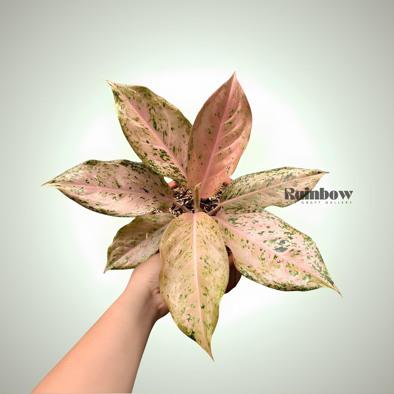 Aglaonema Golden Boy Beatiful Ornamental Plant