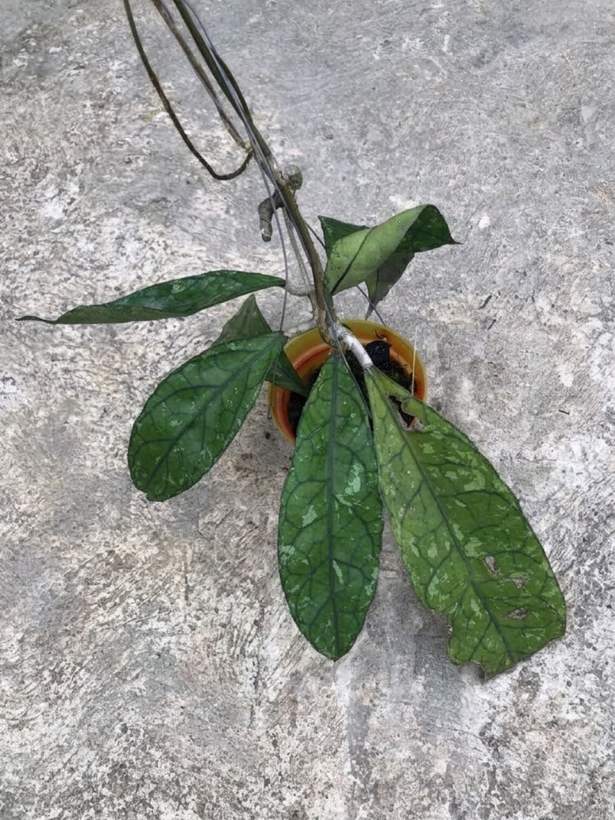 Hoya Clemensiorum Green Splash Rare Textured Hoya Exotic Collector