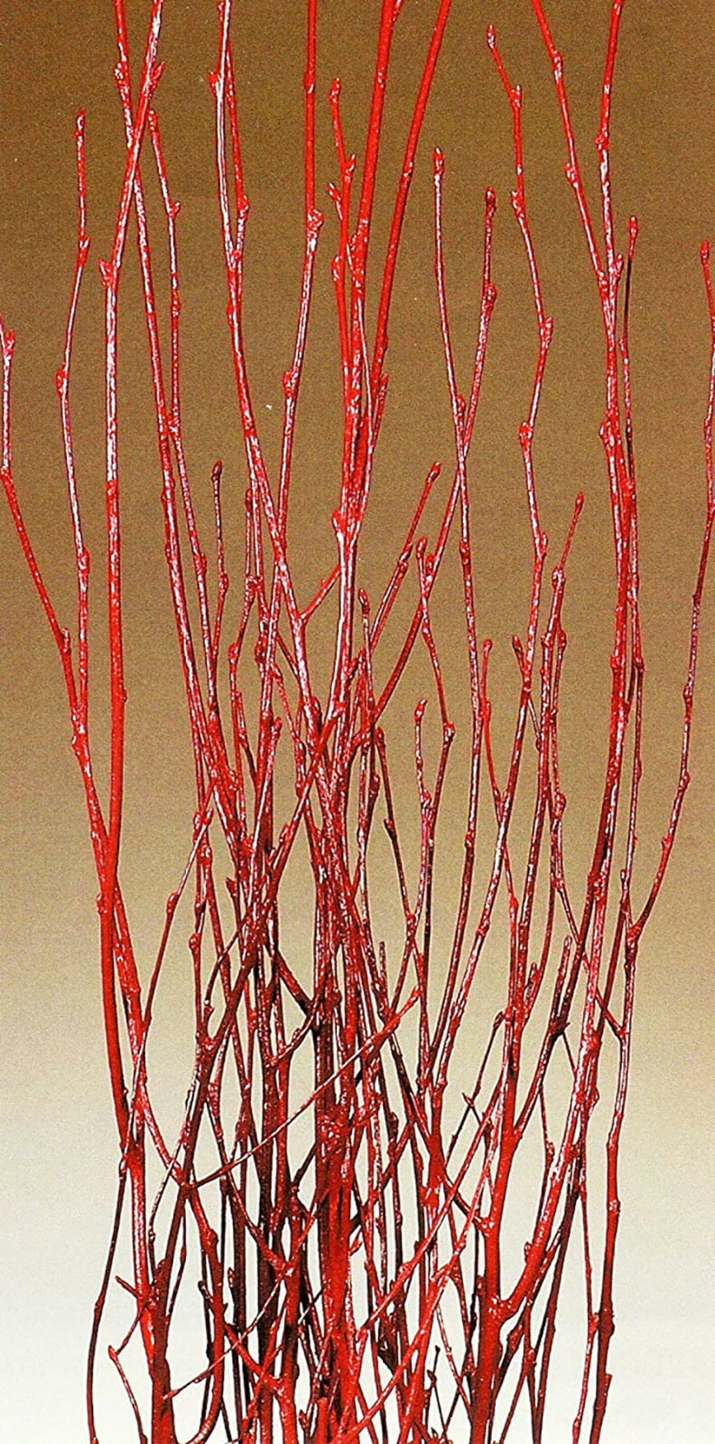 Birch Branch Pack of 3 Branches 3-4 Ft Red