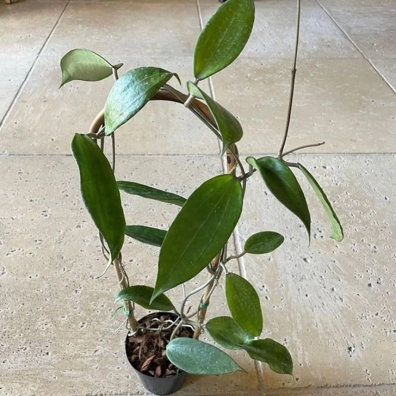 Real Pict Hoya Cinnamomifolia Green Rare Plant