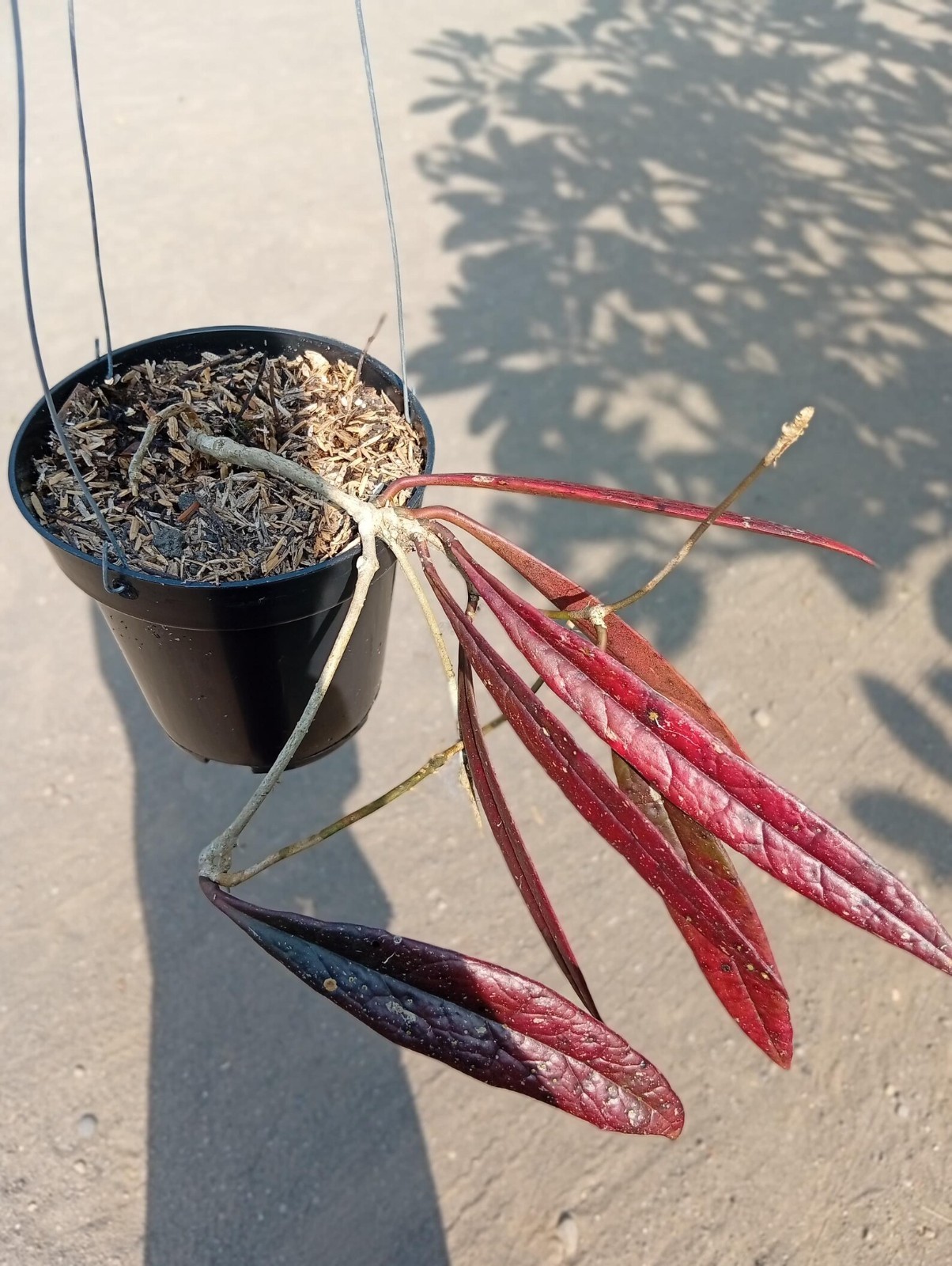 Real Picture Hoya Sulawesiana Red Rare Plant