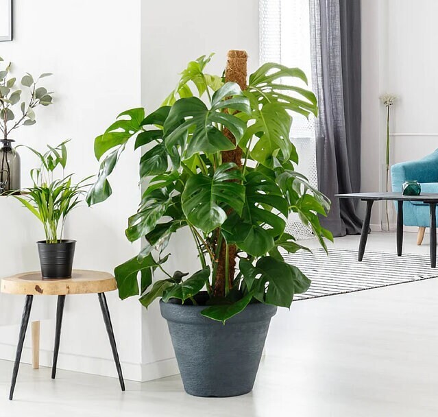 Large Monstera Deliciosa Tropical Split Leaf Plant 10″ Pot Indoor & Outdoor