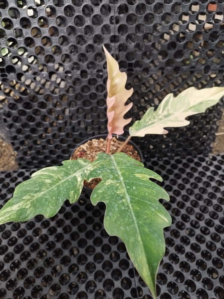 Real Pick Philodendron Caramel Marble Variegated