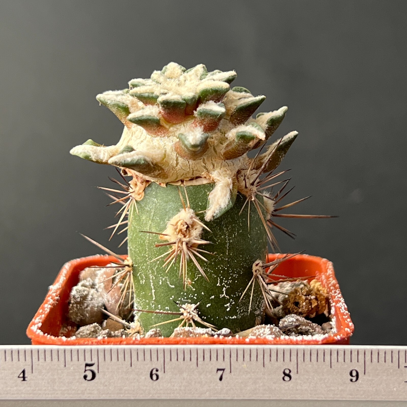A29-86. Cactus … kotschoubeyanus, VM 645, MINA, NL (Grafted)
