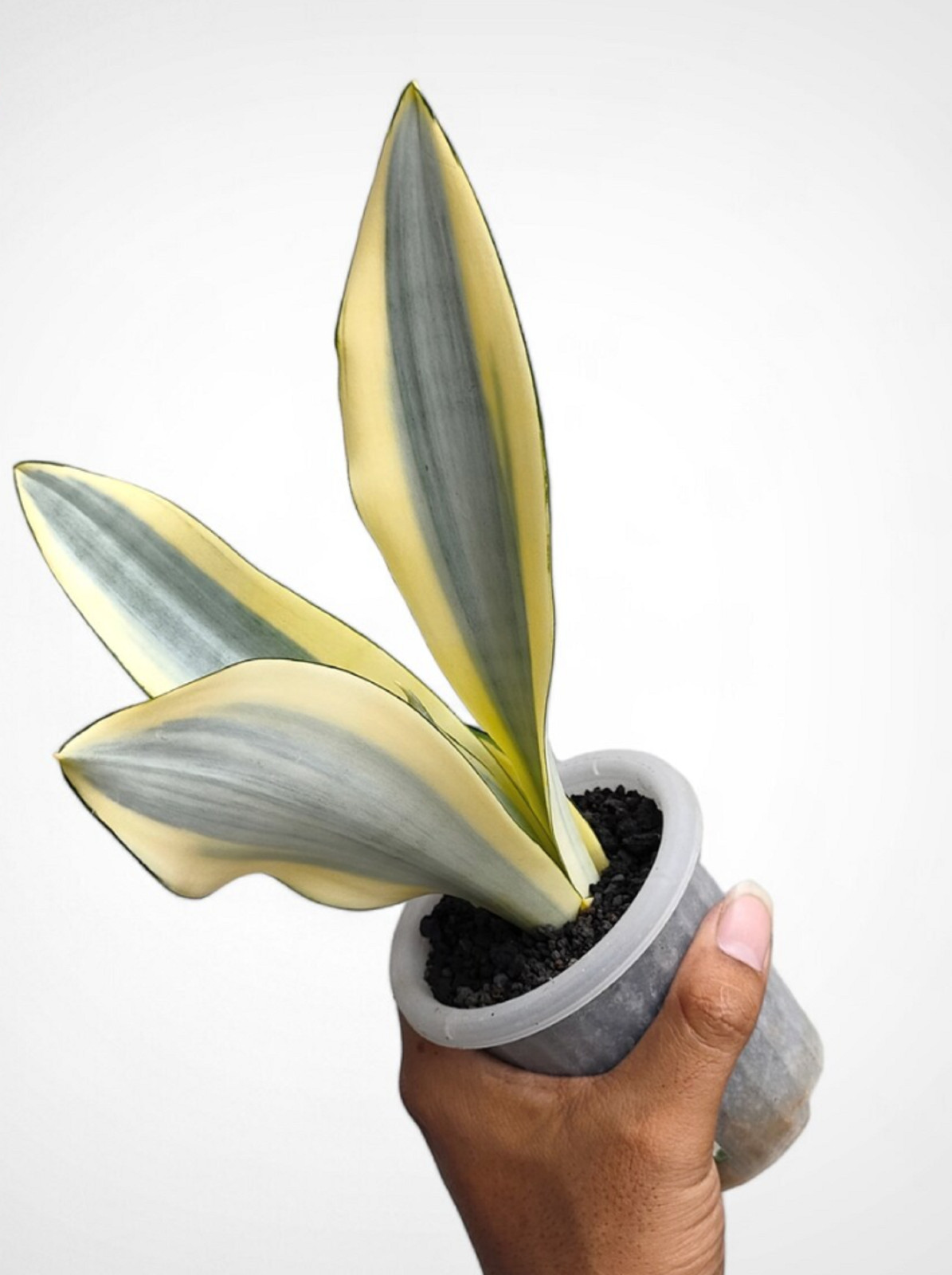 Sansevieria Moonshine Splash Rare Uniqe Snake Plant
