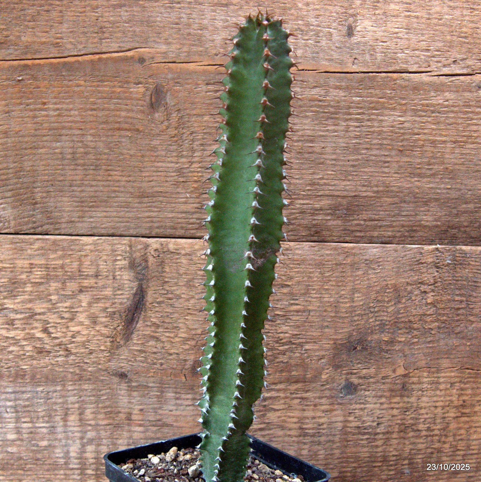 D7124 EUPHORBIA CANARIENSIS DARK pot10-H28-W5,5 cm MaMa Cactus