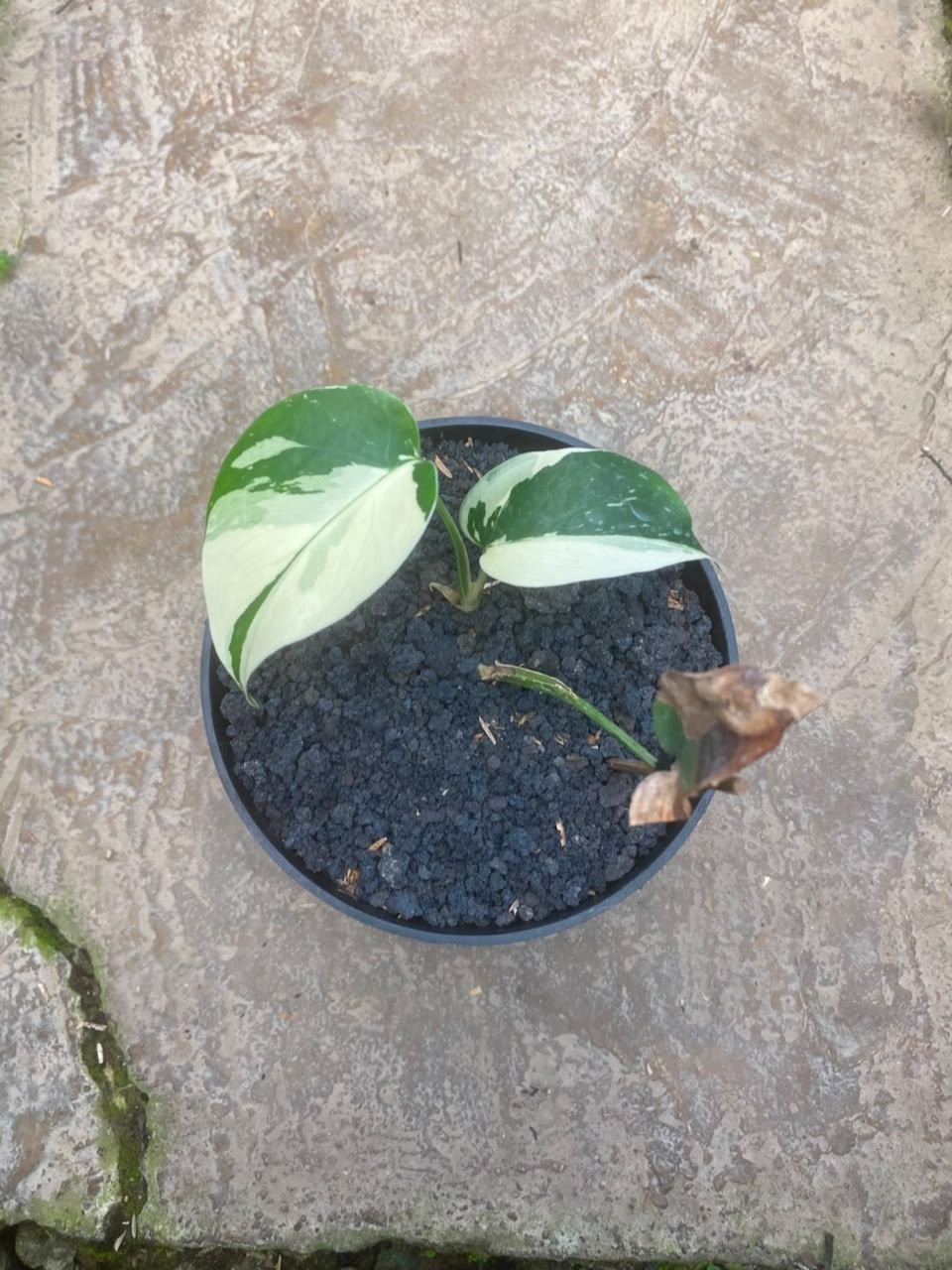 Monstera Jungle Mint 1, Rare Variegated Monstera, Real Picture, Aroid Houseplant
