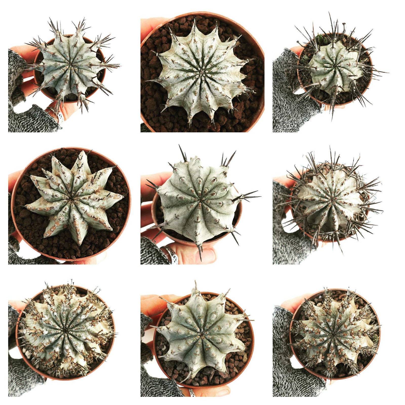 Euphorbia horrida – African Spiny Euphorbia | Blue-green Medusa Plant