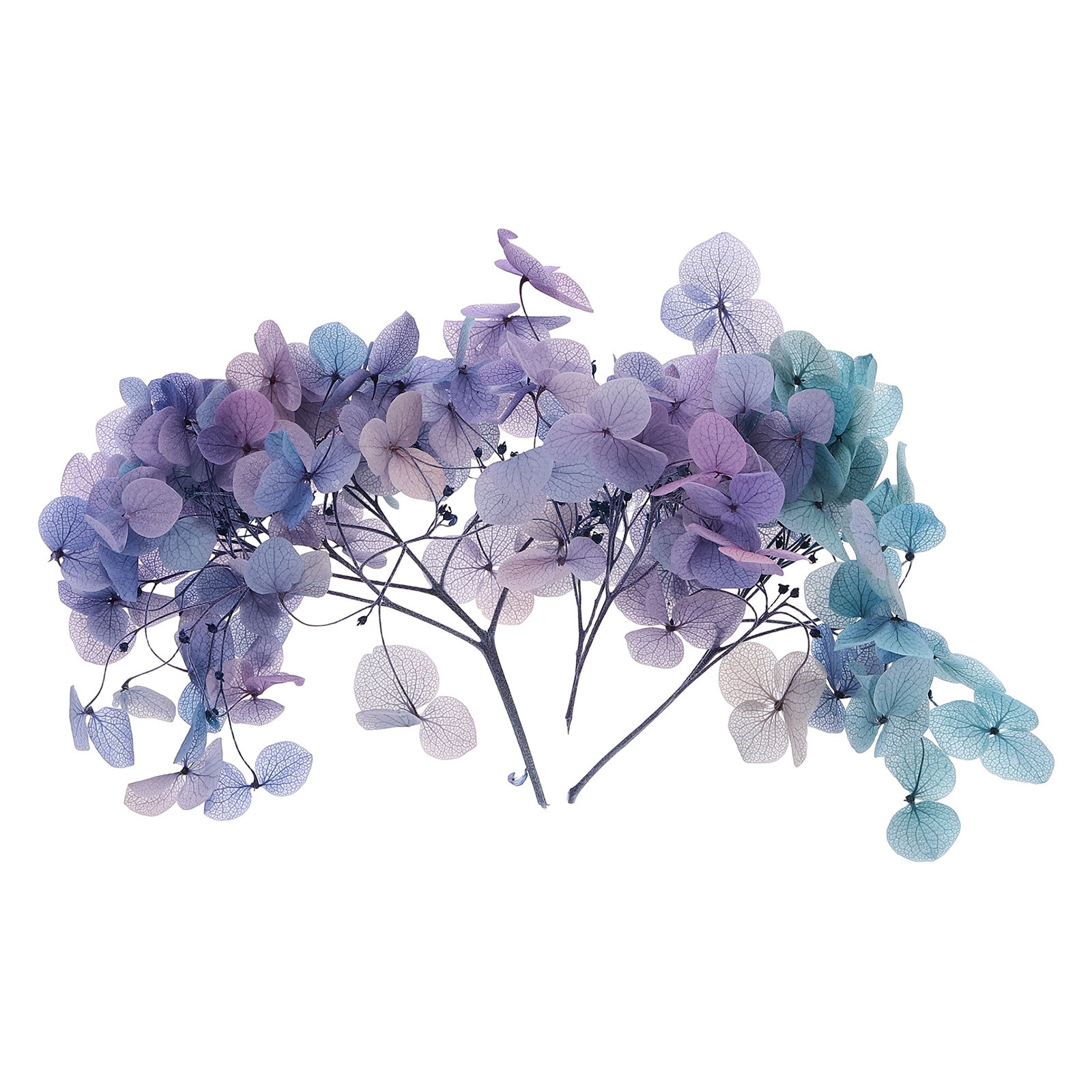 10g Mini Dried Hydrangea Flower Pressed Flower Gradient Light Blue Purple