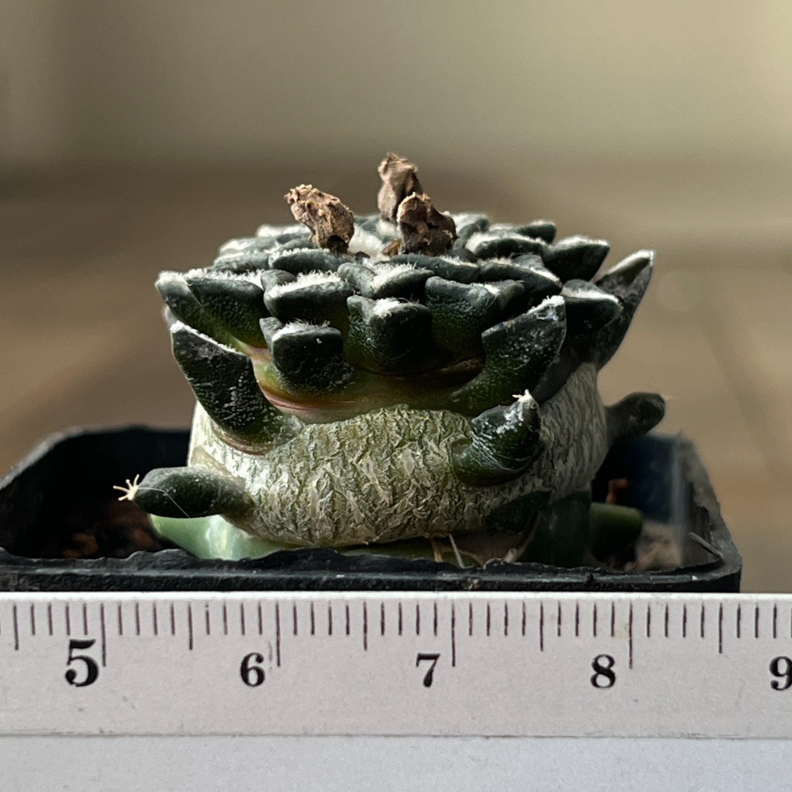 A33-352 Cactus kotschoubeyanus, VM526, S. Lucio Blanco, Coah, grafted