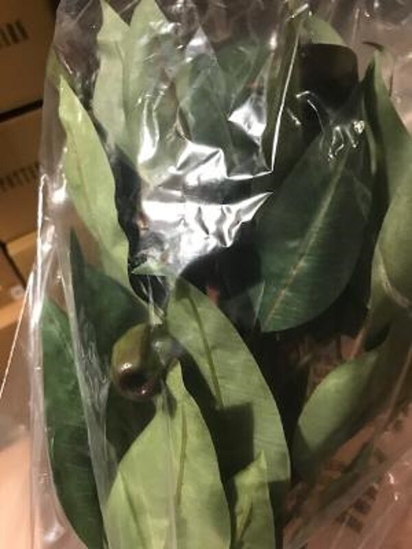 Pottery Barn Faux Budding Eucalyptus Stem Branch Set 4 Green 33H Flowers More+🦩