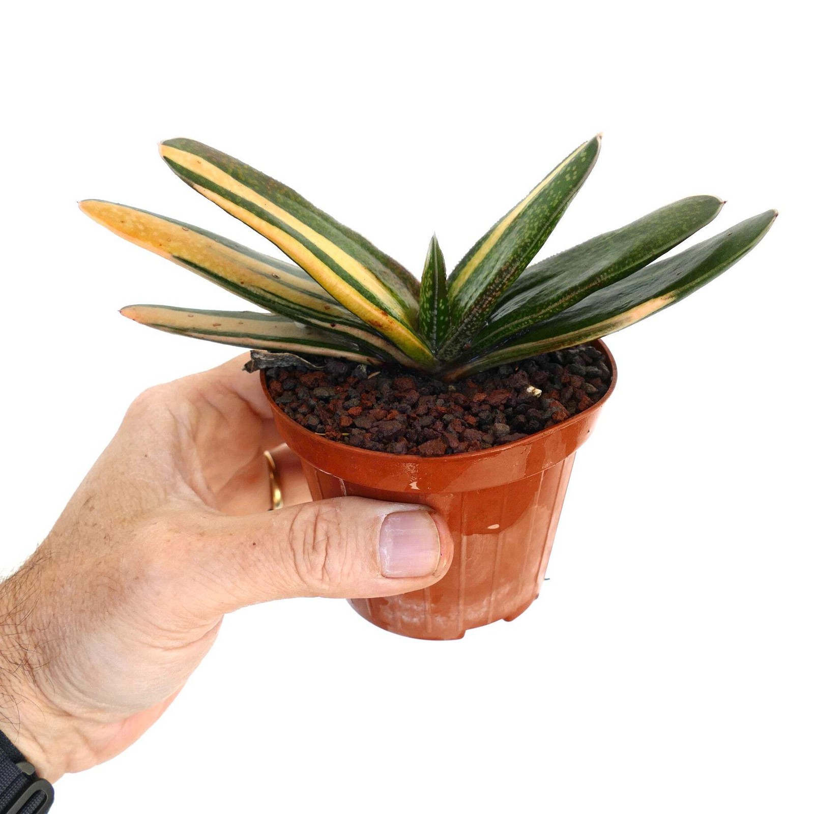 Gasteria carinata cv. ‘Rainbow’ VARIEGATED – Bredasdorp gasteria | Carinate gast