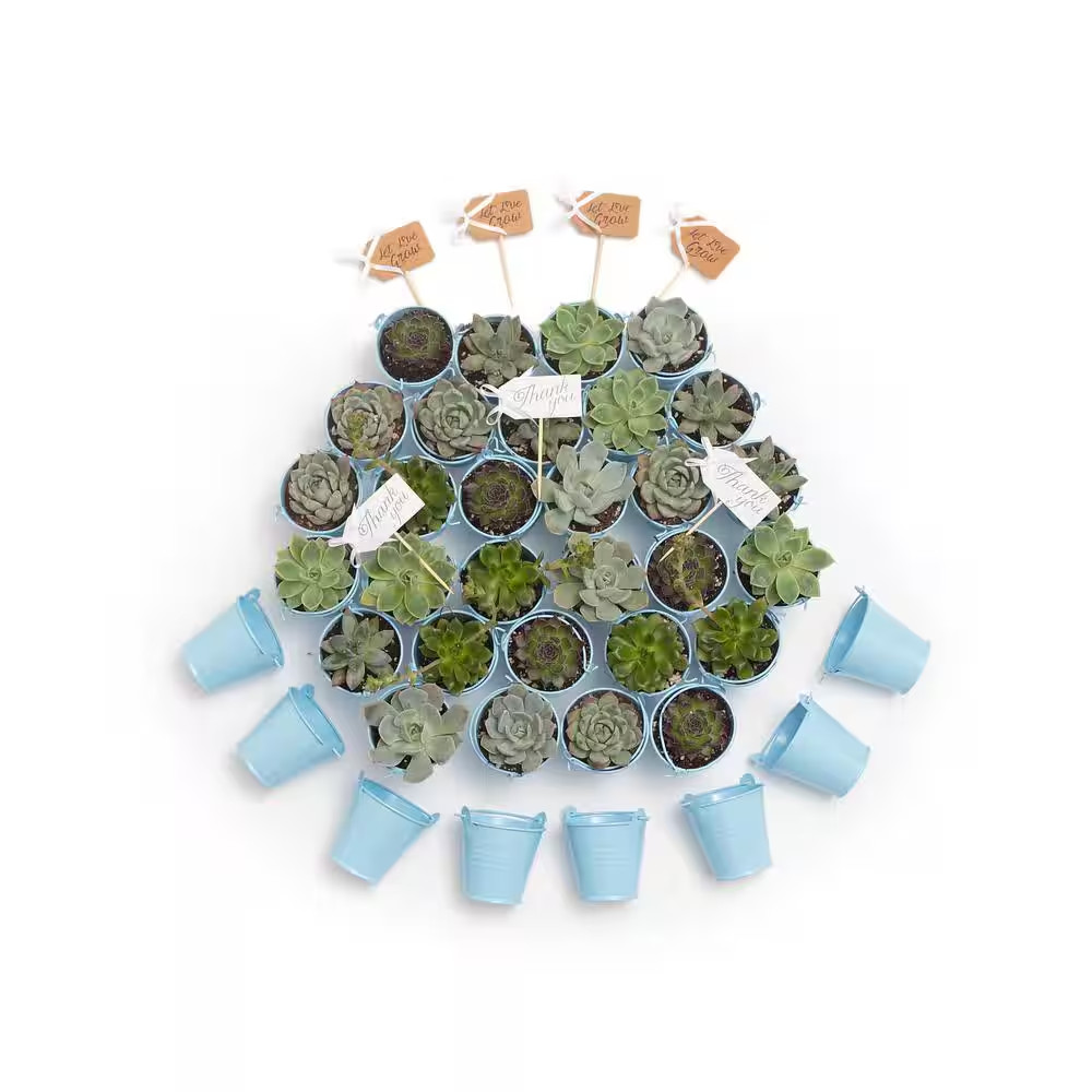 2 In. Wedding Event Rosette Succulents Plant with Blue Metal Pails and Let Love