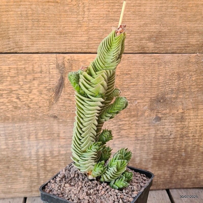 D5581 CRASSULA BUDDHA’S TEMPLE pot10-H19-W8 cm MaMa Cactus
