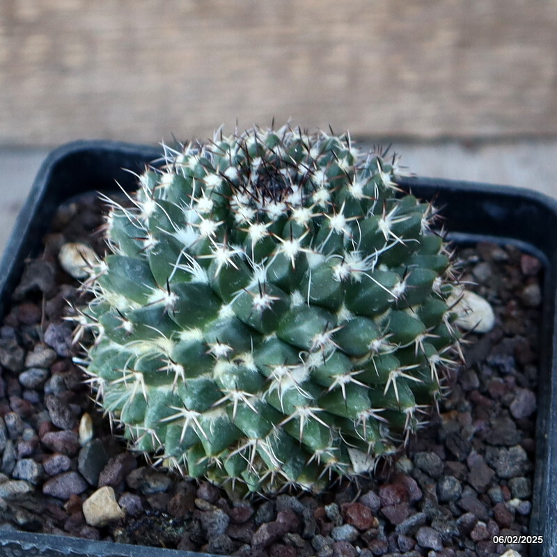A5090 MAMMILLARIA CONFUSA B 202 pot10-H6-W7 cm MaMa Cactus