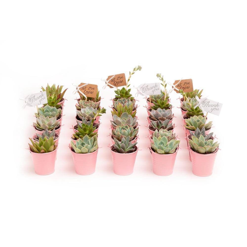2 In. Wedding Event Rosette Succulents Plant with Pink Metal Pails and Let Love