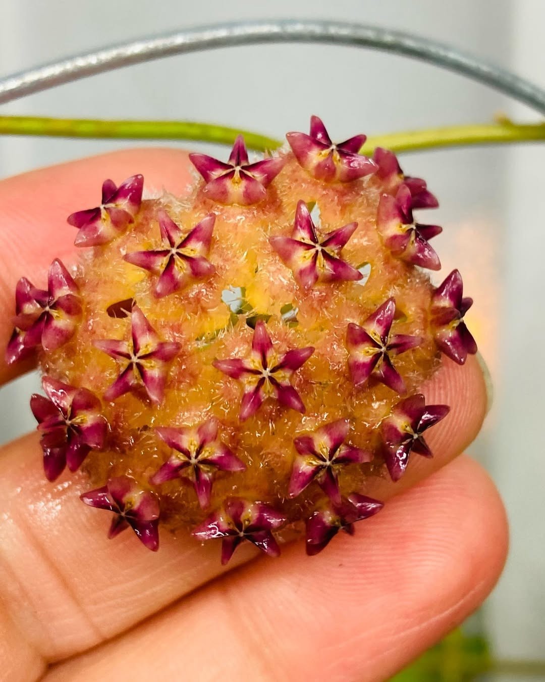 Hoya Mindorensis Rare Tropical Wax Plant