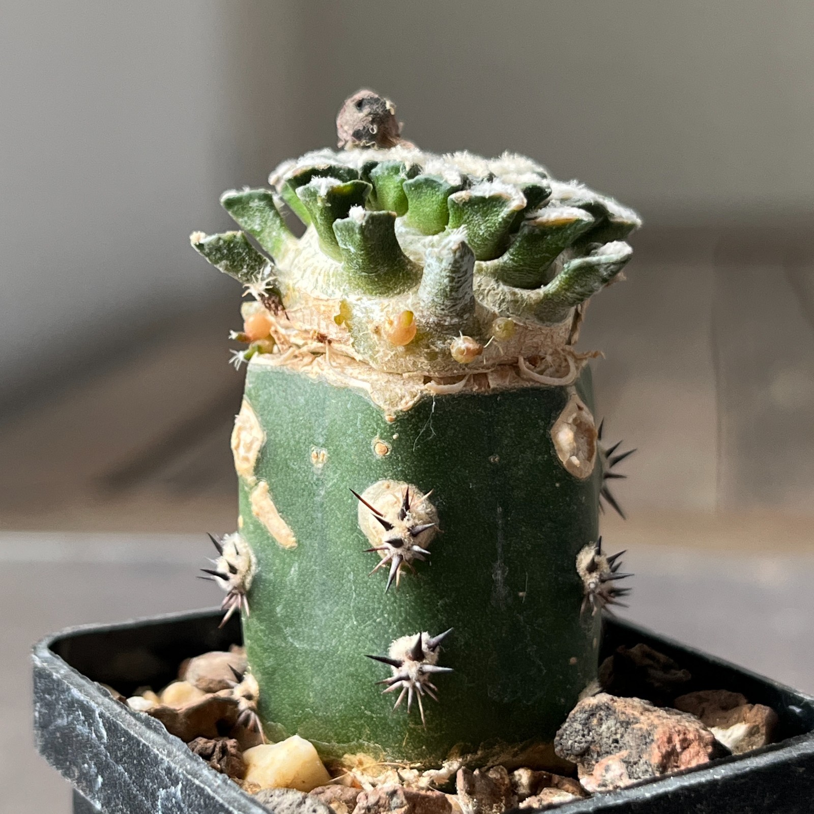 A8-1402 Cactus kotschoubeyanus VM526, Lucio Blanco, Coah, 4 pieces