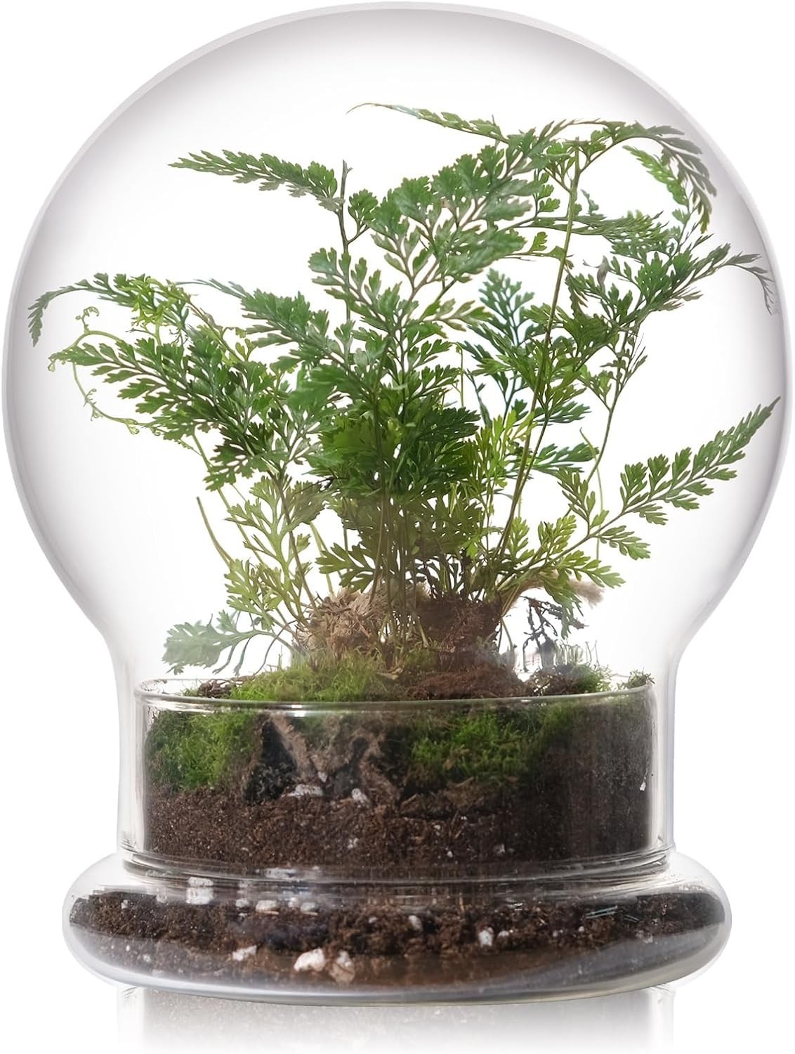 6 inches Glass Cloche Indoor Plants Small Terrarium Glass Cloche W/ Base Mini