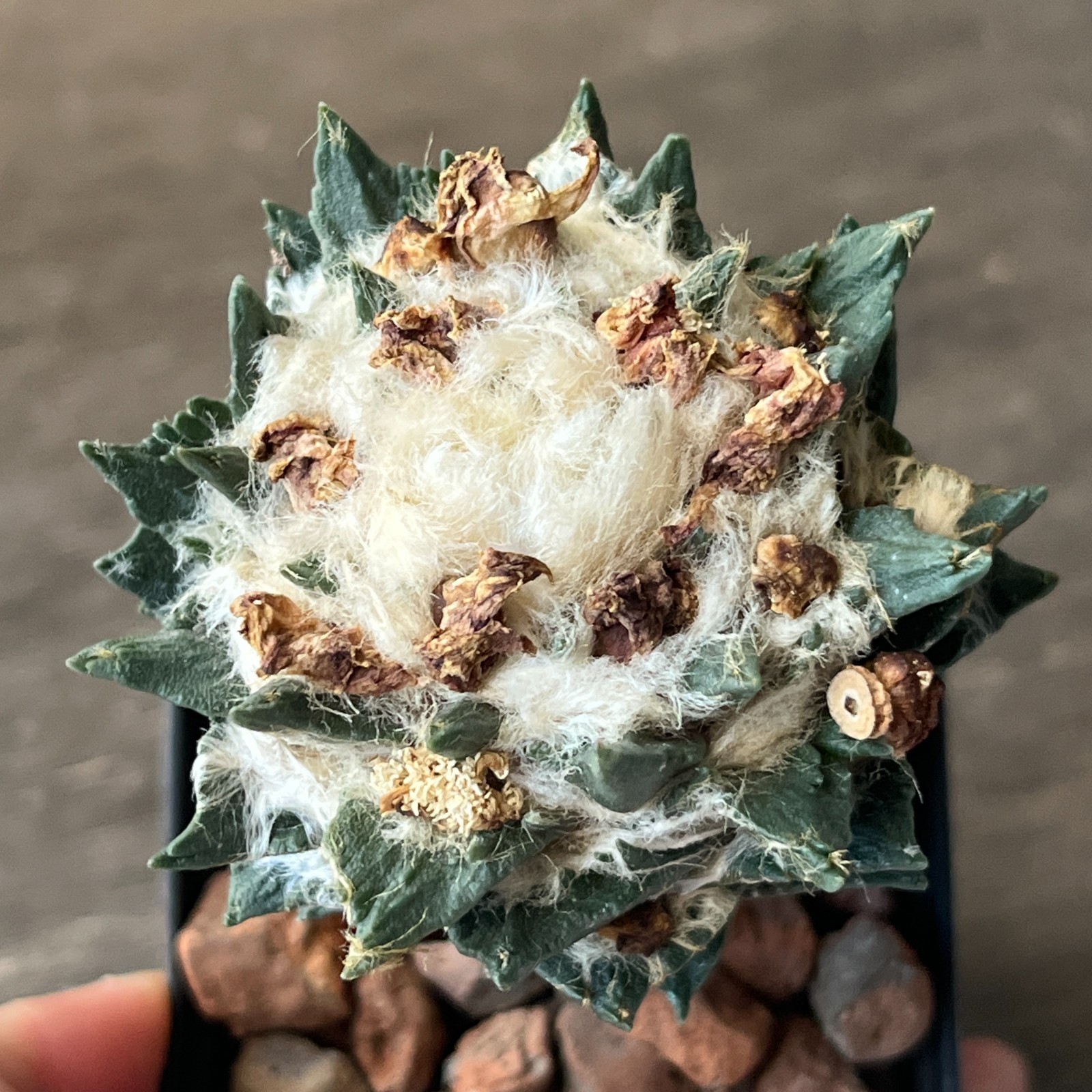 A52-685 Cactus hybrid (scaph x agavoides), grafted