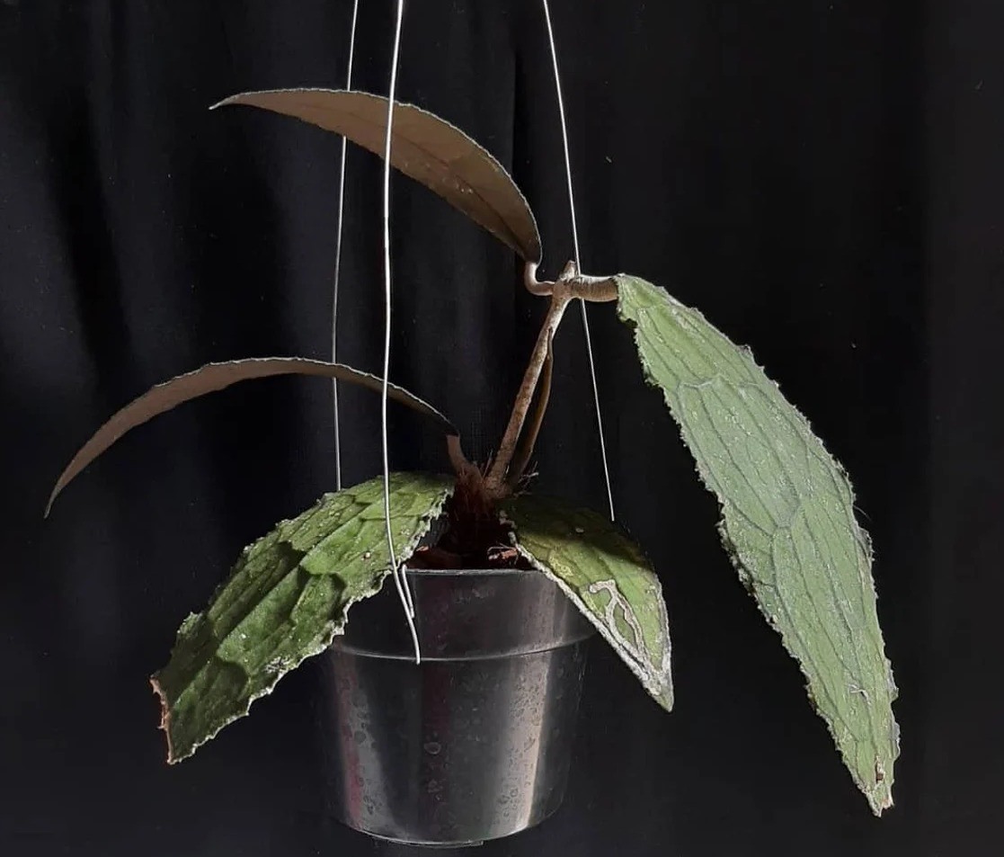 Hoya Clemensiorum Sp North Sumatra Real Pict Rare Tropical Outdor Indor Plant