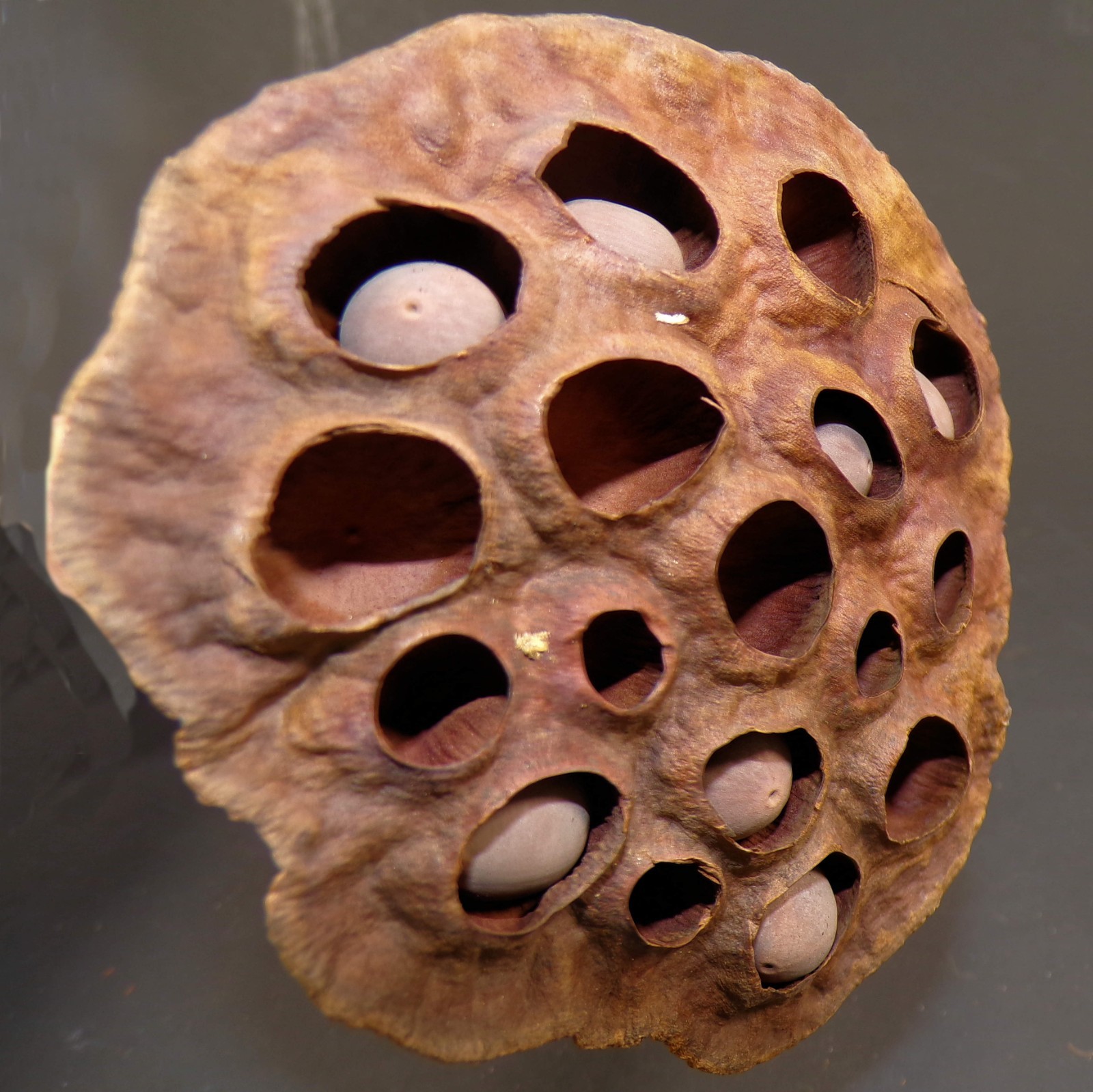 Lotus Seed Pods Lot of 3 Dried for Crafts and Decor 16″L