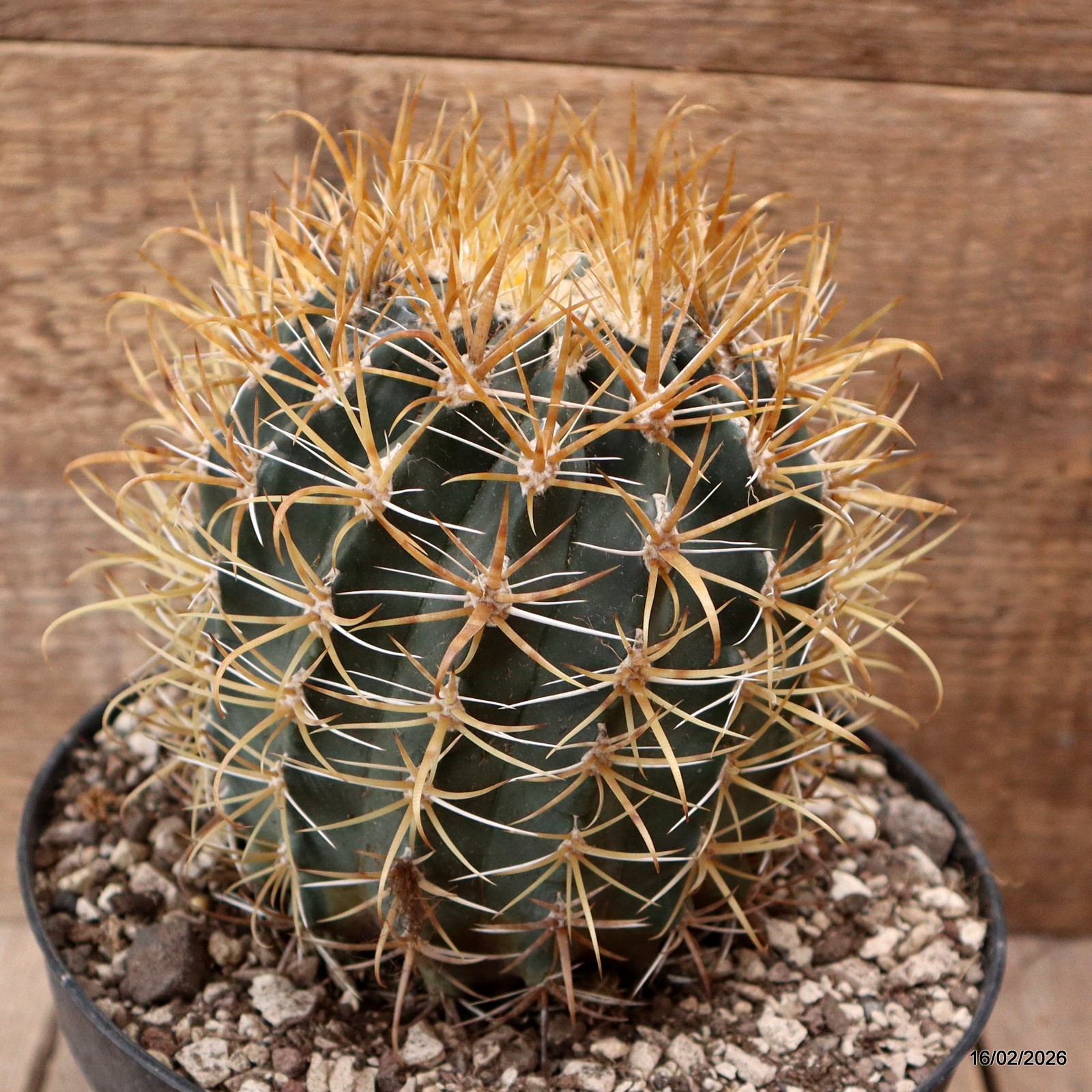 D7805 FEROCACTUS CHRYSACANTHUS pot18-H14-W11 cm MaMa Cactus