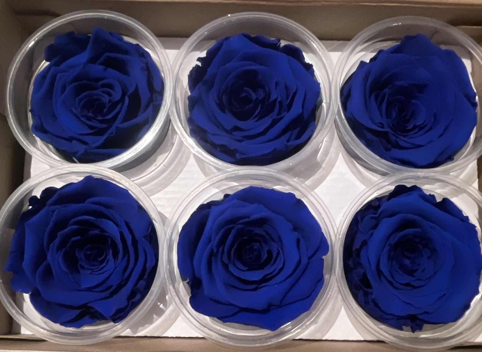 RoseAmor Preserved Rose Flower Heads Gift Boxes Blue, Light Blue, Orange, White