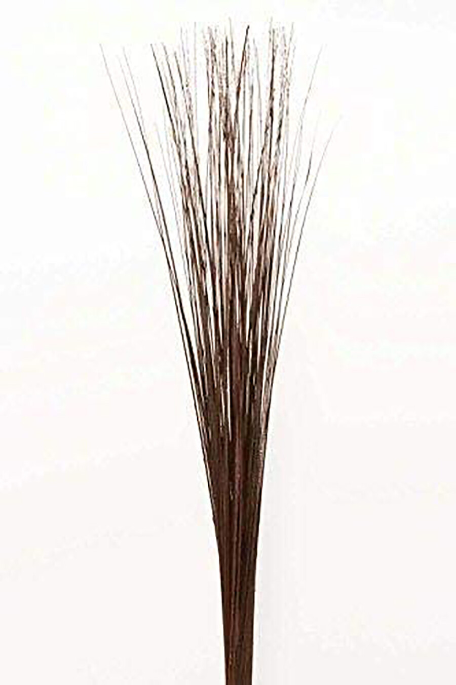 Wispies Pack of 100 Stems 3-4ft Dark Brown