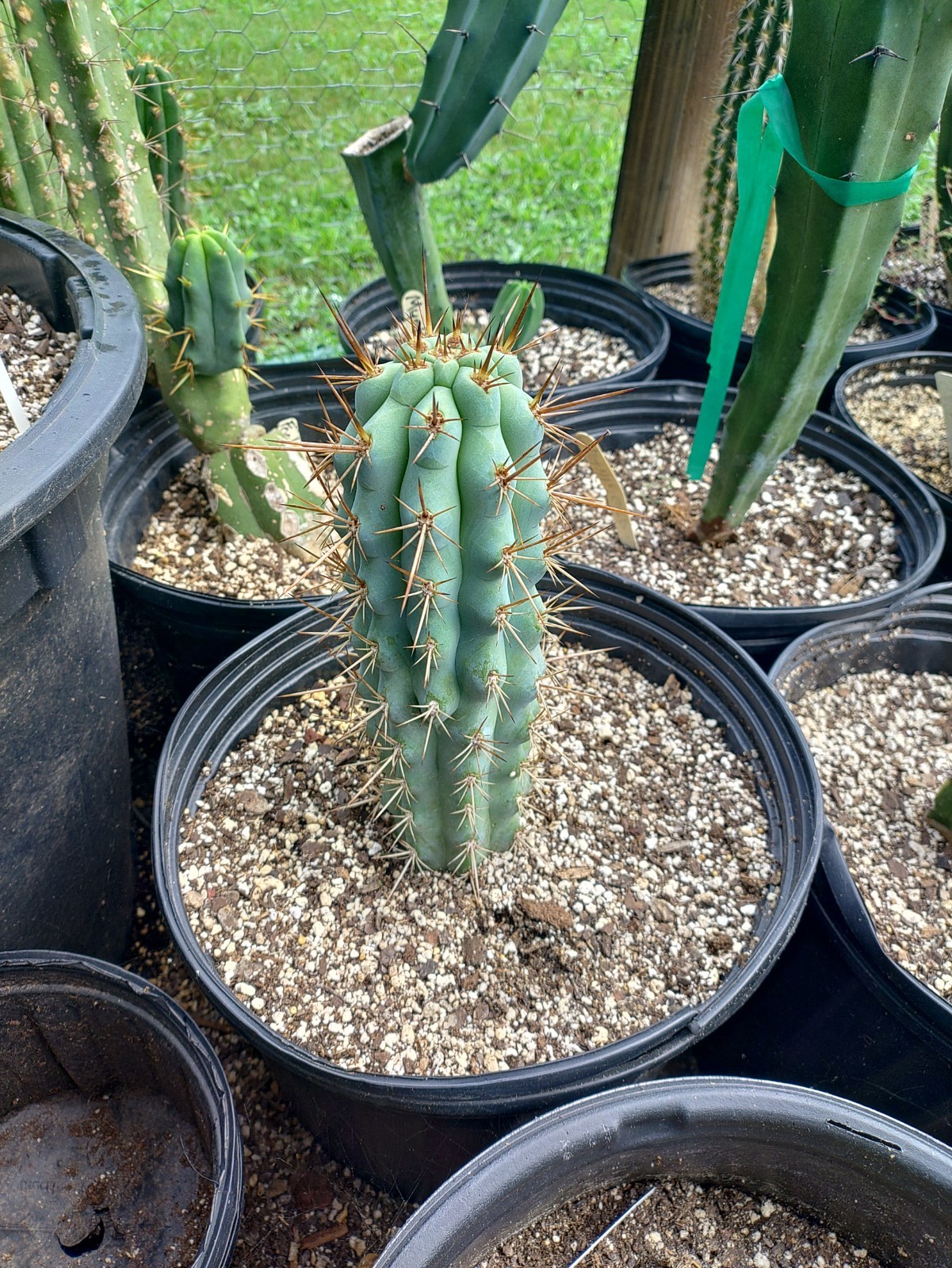 BROWNNINGIA HERTLINGIANA rooted 10″ Cactus