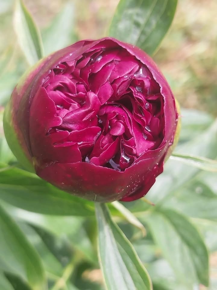 Peony Plant Root “Chaklunka” ( Gorobets) ,with 3-5 eyes