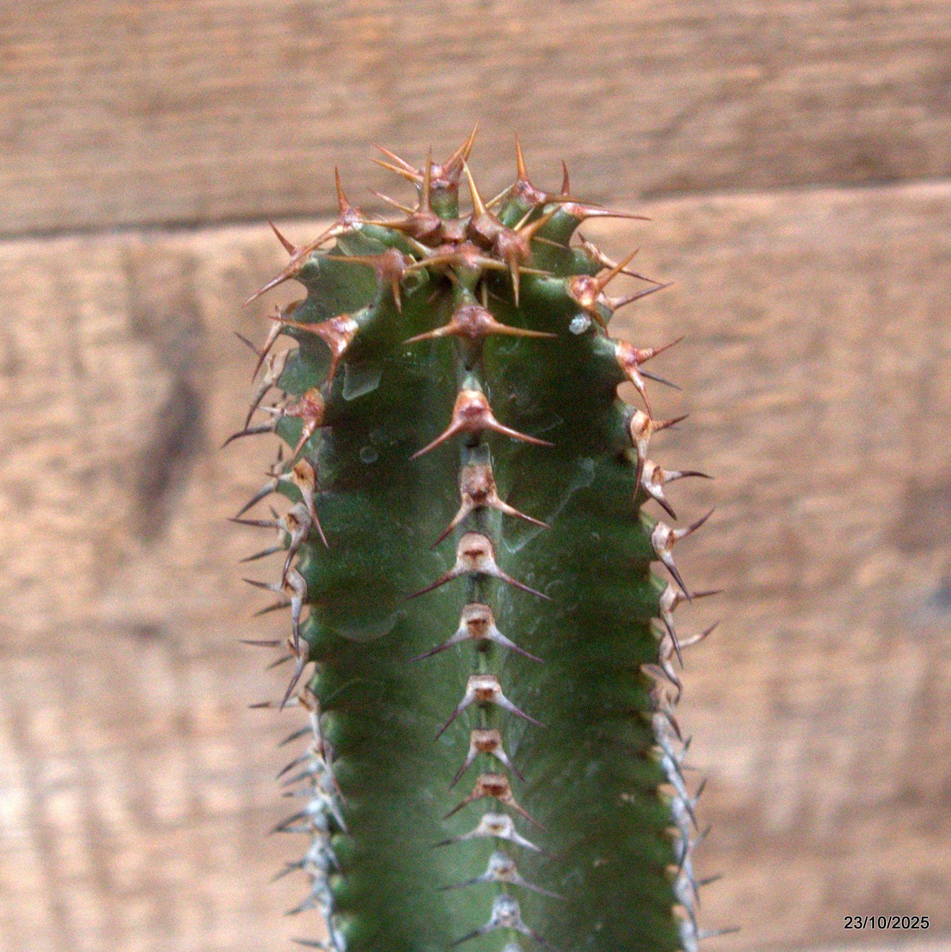 D7124 EUPHORBIA CANARIENSIS DARK pot10-H28-W5,5 cm MaMa Cactus