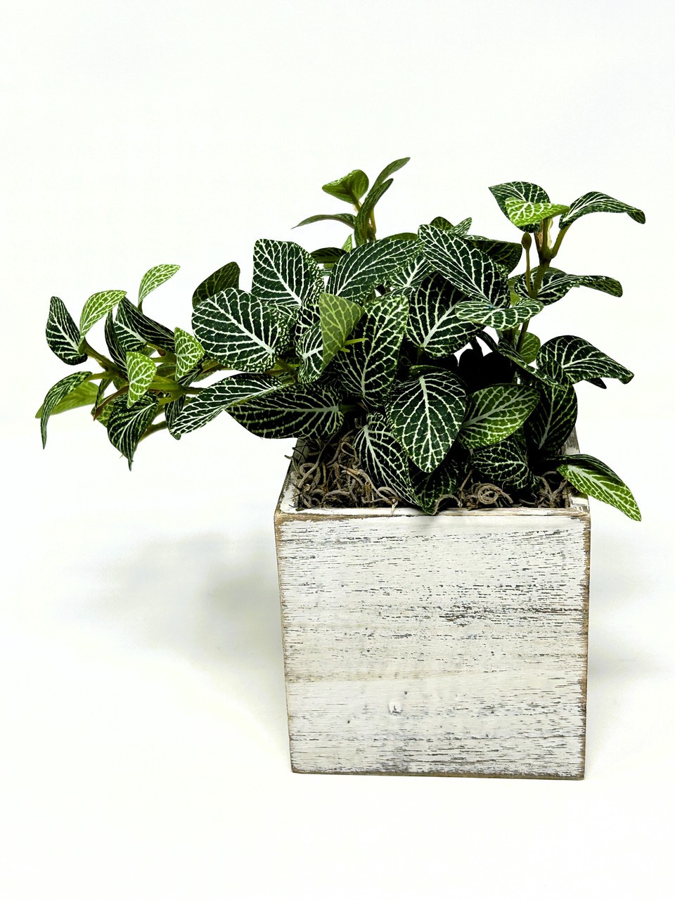 Small 8″ tall Artificial GREEN FITTONIA NERVE Silk plant potted, White-washed wo