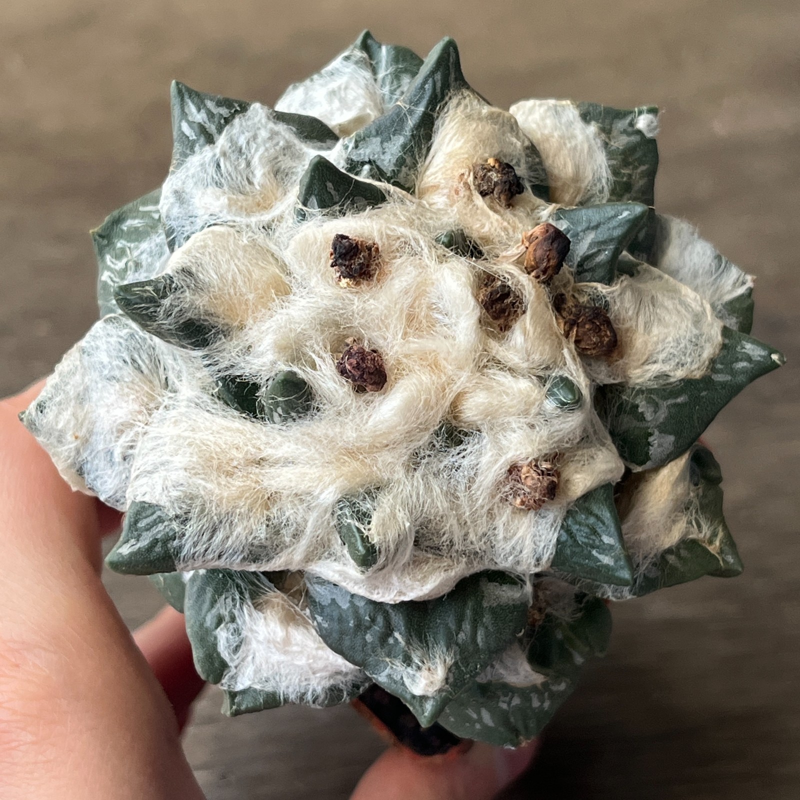 A52-1450 Cactus hybrid (fiss. x trigon), grafted