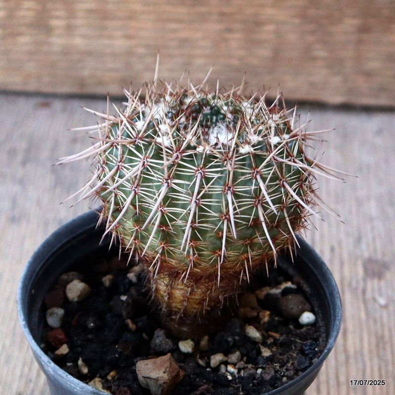 D5357 NOTOCACTUS RUTILANS pot8-H7-W5,5 cm MaMa Cactus
