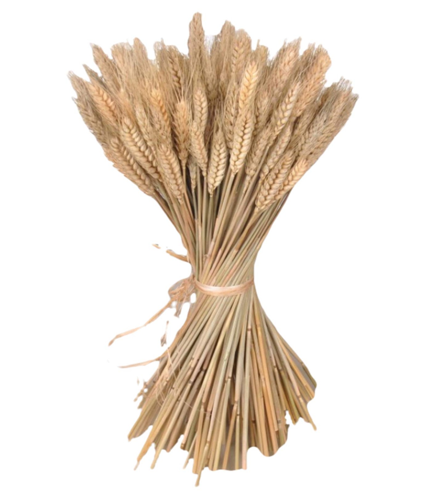 300 Stems 16 Inch Dried Wheat Sheaves, Natural Wheat Stalks Bundle Fall Arran…