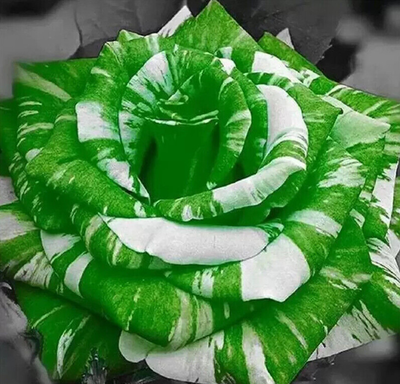 10 ROSE TIGER STRIPE SEEDS rare hybrid dragon flower garden USA SELLER W/TRACK
