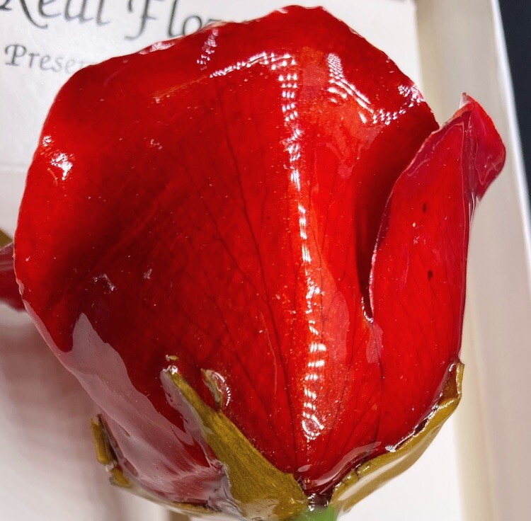 New Real Rose 24k Gold Hand Dipped Classic All Red Open Flower In White Gift Box