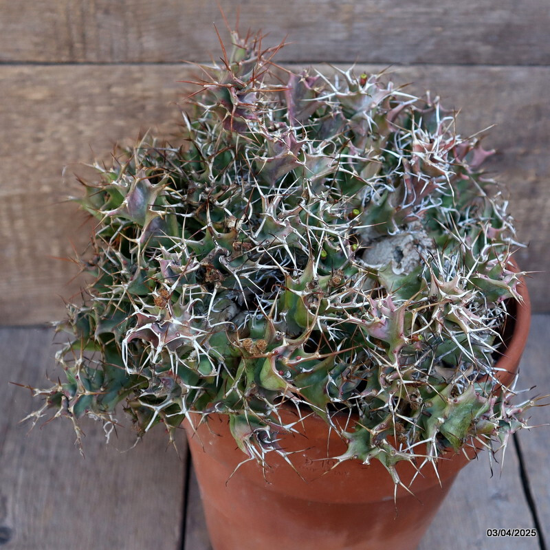 A1597 EUPHORBIA TORTIRAMA VERY OLD pot20-H21-W31 cm MaMa Cactus