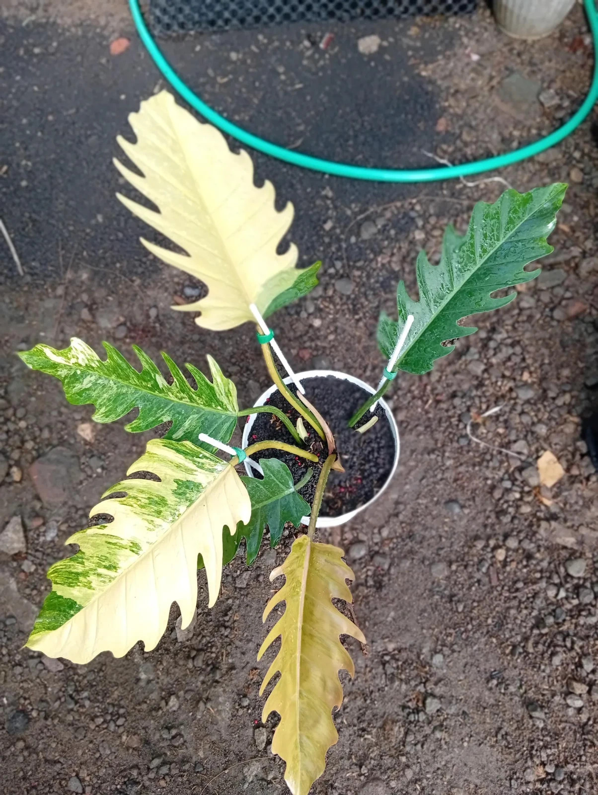 Real Picture Philodendron Caramel Marble Variegated Large Size Rare Plant