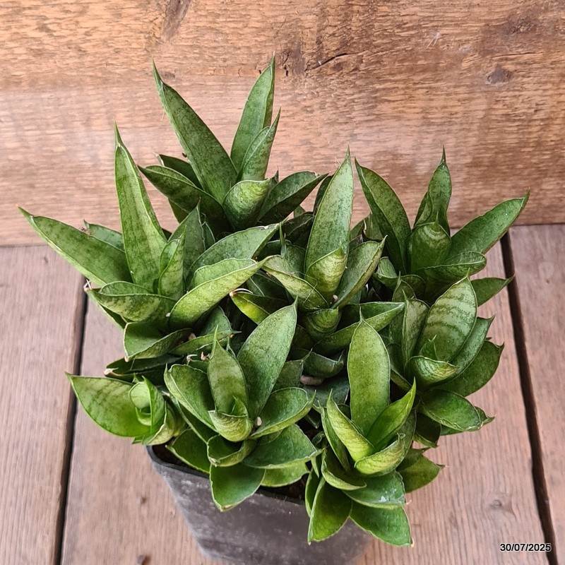 D5584 SANSEVERIA PAGODA TOWER pot10-H15-W20 cm MaMa Cactus