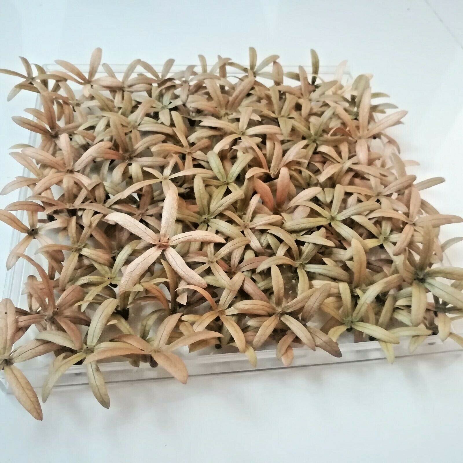 120Pcs 5Petal 3D Ceylon Garden Organic Pressed Flowers Home Décor Fancy Art New
