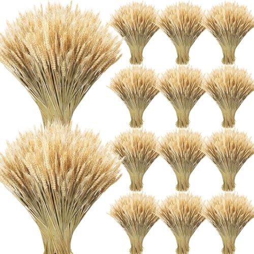 Dried Wheat Stalks Bundle – 1800 Stems Natural Grass for DIY Decor, Centerpieces