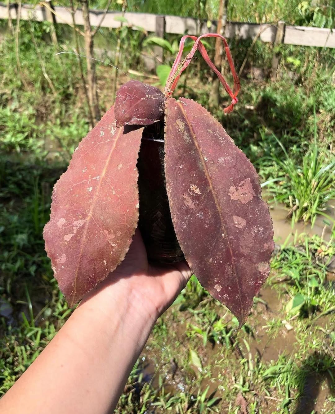 Hoya Undulata Red Sp Borneo Rare Tropical Plant