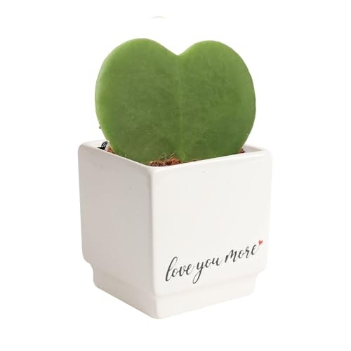 Live Plant in Decorative 4-5 Inches Tall Cute Décor Love Plant Pot Hoya Heart